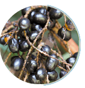 Saw Palmetto